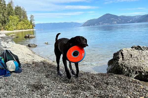 What My Dog Taught Me About Stepping Into the Unknown 