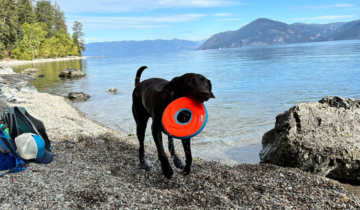 What My Dog Taught Me About Stepping Into the Unknown 