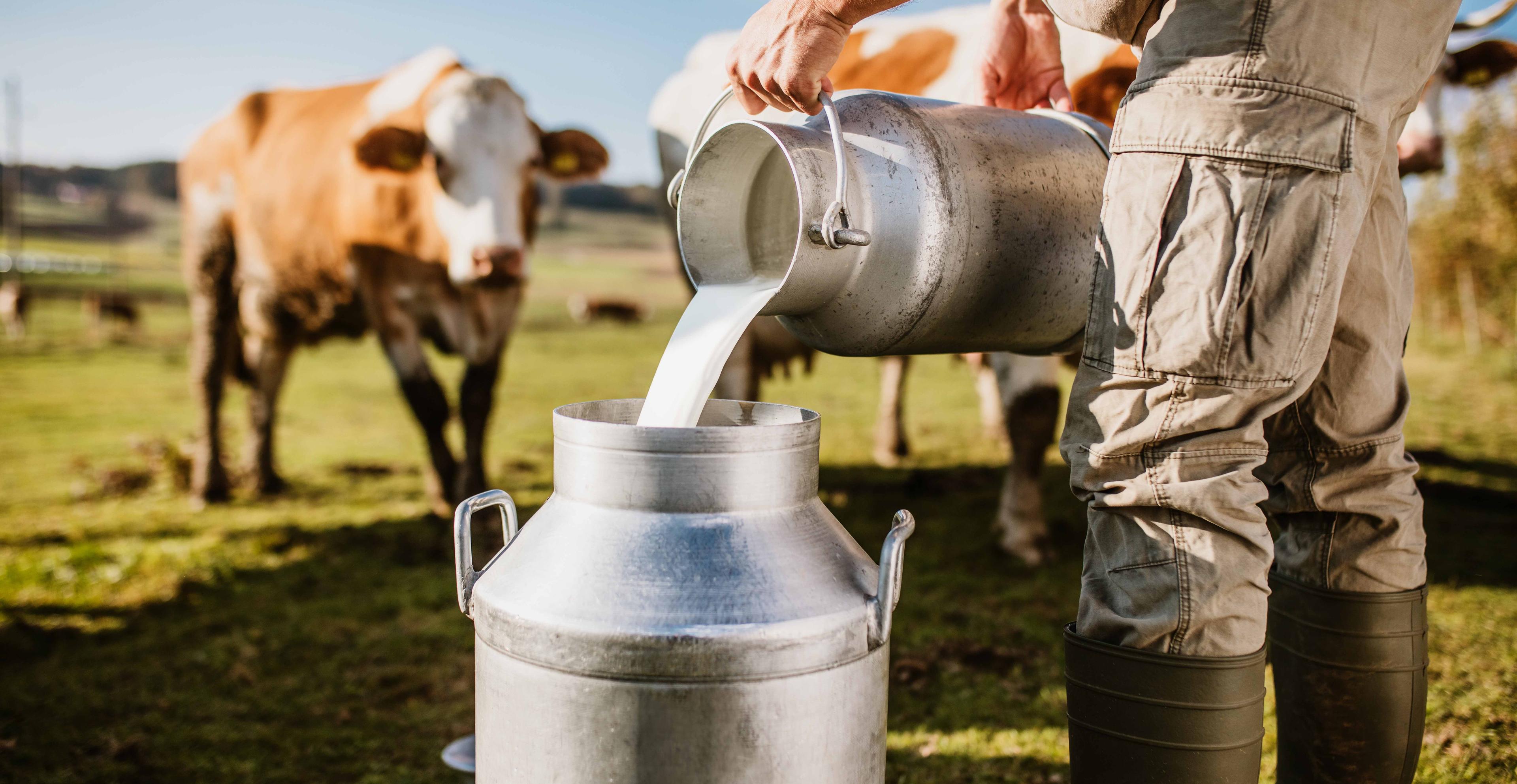 A farmer pouring milk into a jug around cows