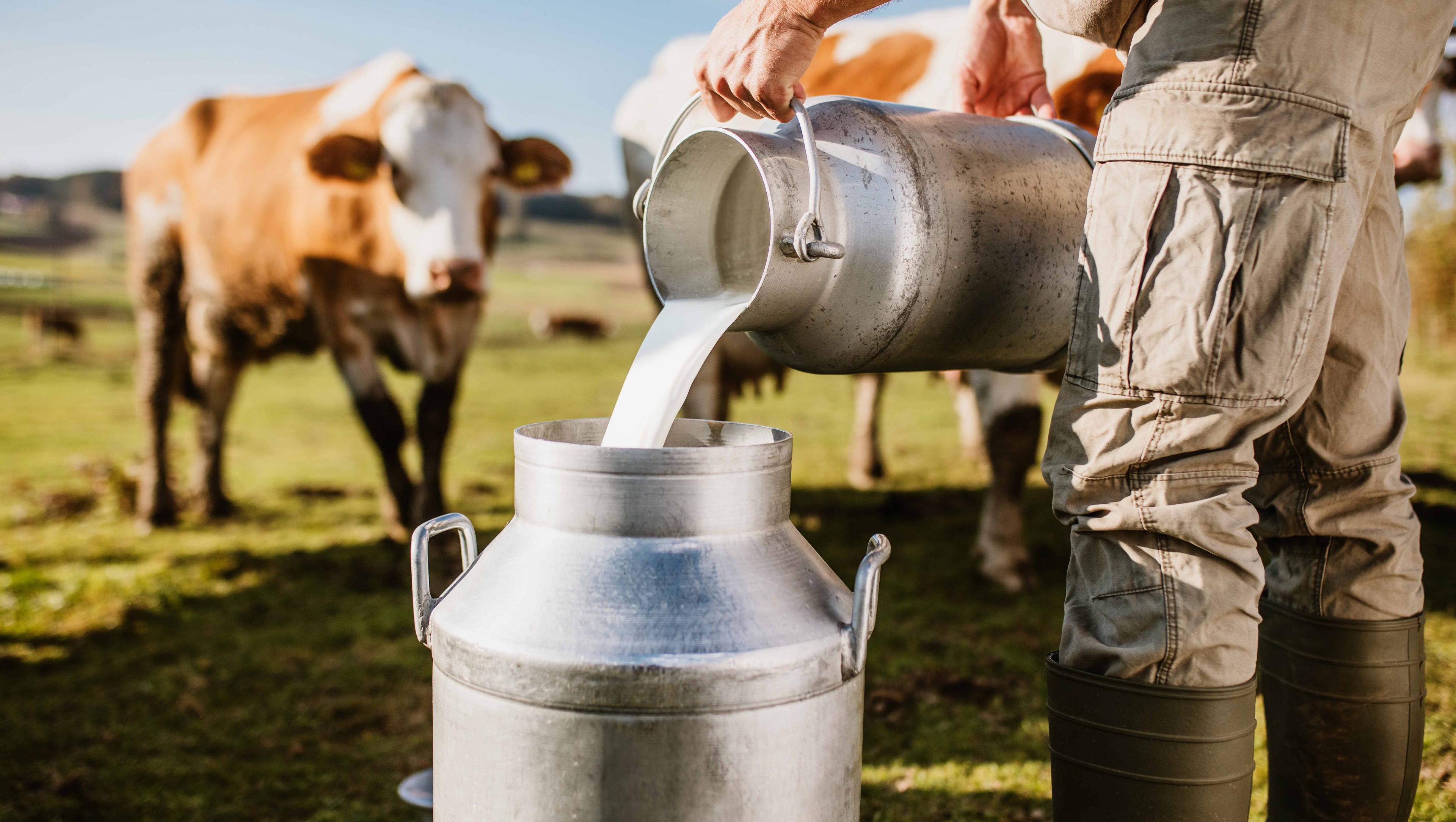 A farmer pouring milk into a jug around cows
