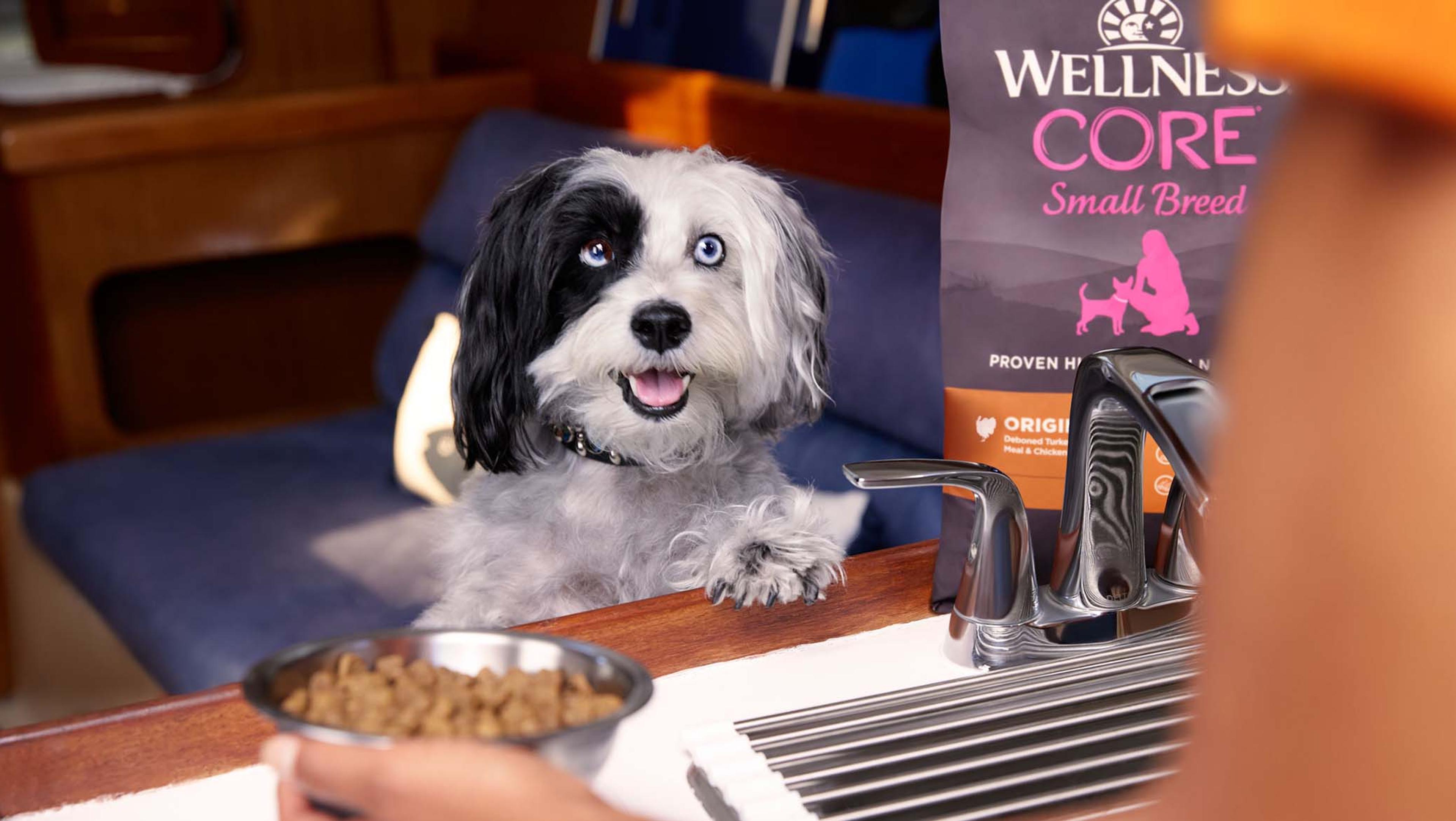 A dog eagerly awaiting a bowl of Wellness Pet food.