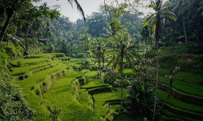 Bali Villa Scams: Fake Notaris, Land Certificate Fraud, and Nominee Structure Risks