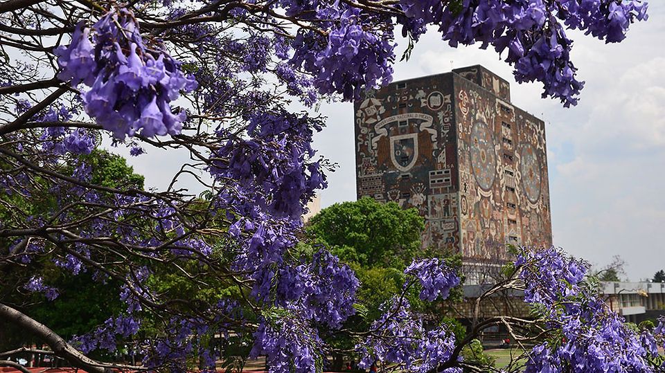 Jacarandas en CDMX: historia y dónde ver la ciudad pintada de morado