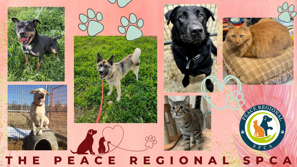 Peace Regional SPCA | One Dollar Ch