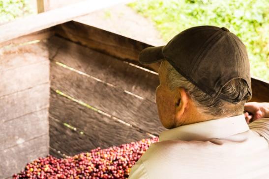 Helping coffee farmers