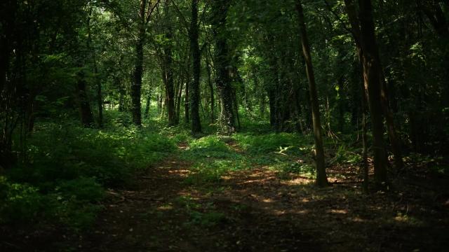 Goccia Forest