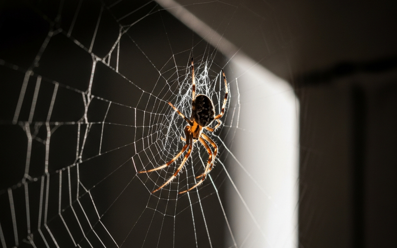 Spiders