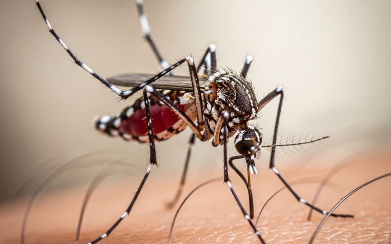 Mosquitos