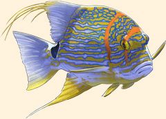 Official Planet Zoo 2 illustration of a Sailfin Snapper.