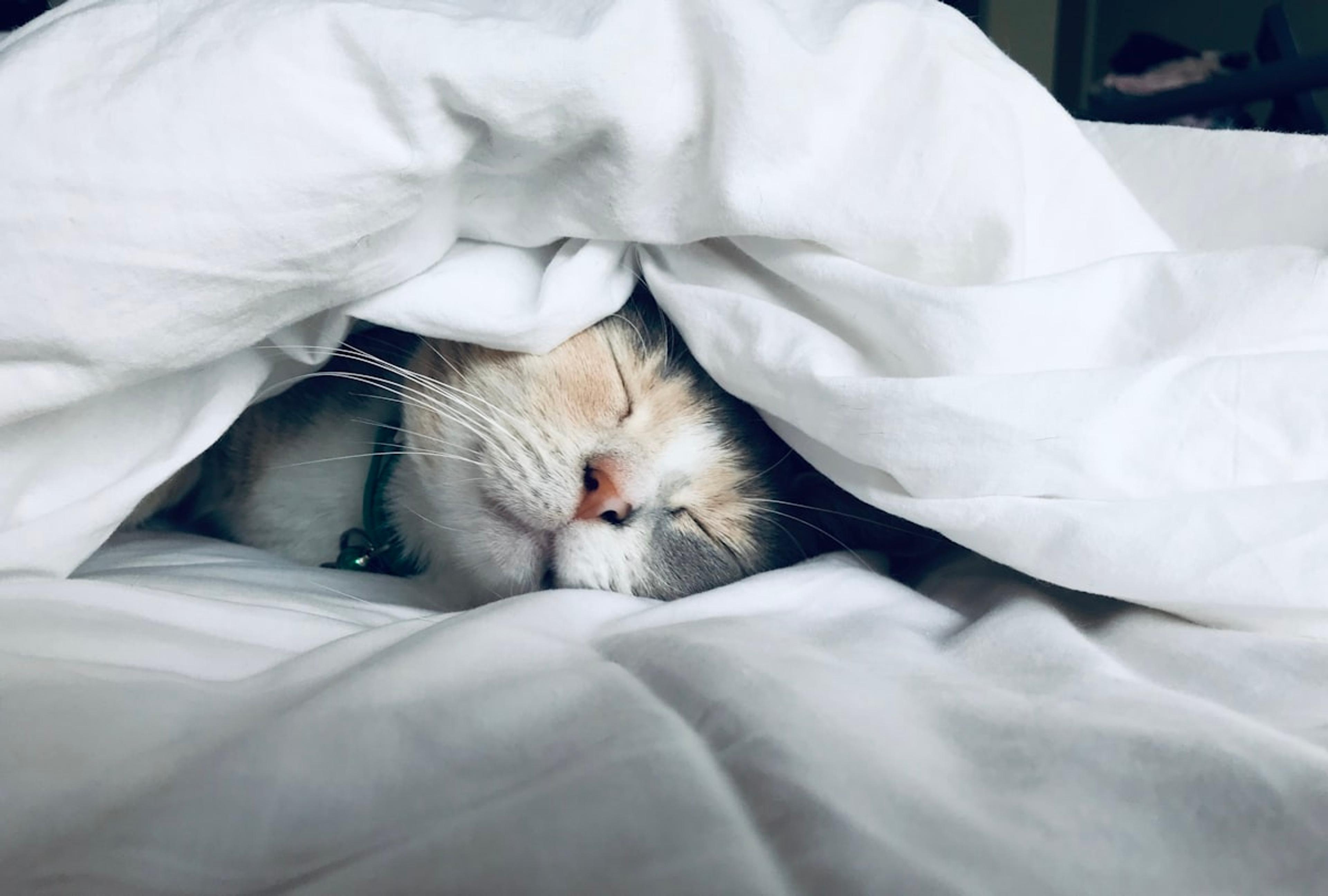 Schlafende Katze eingekuschelt in weiße Bettwäsche – Symbol für Erholung und Regeneration
