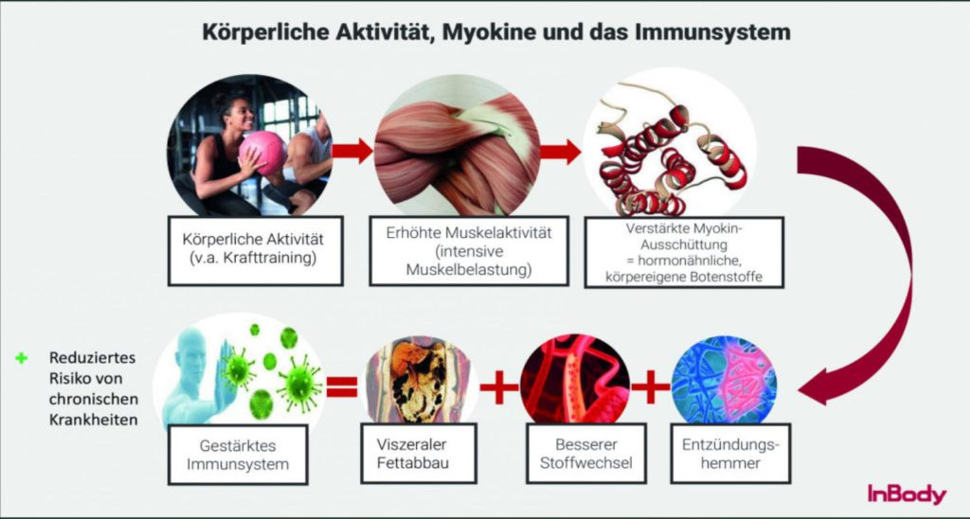 Diagramm des Immunsystems