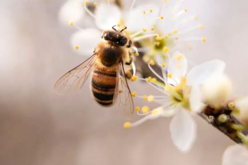 Climat et biodiversité : même combat ?