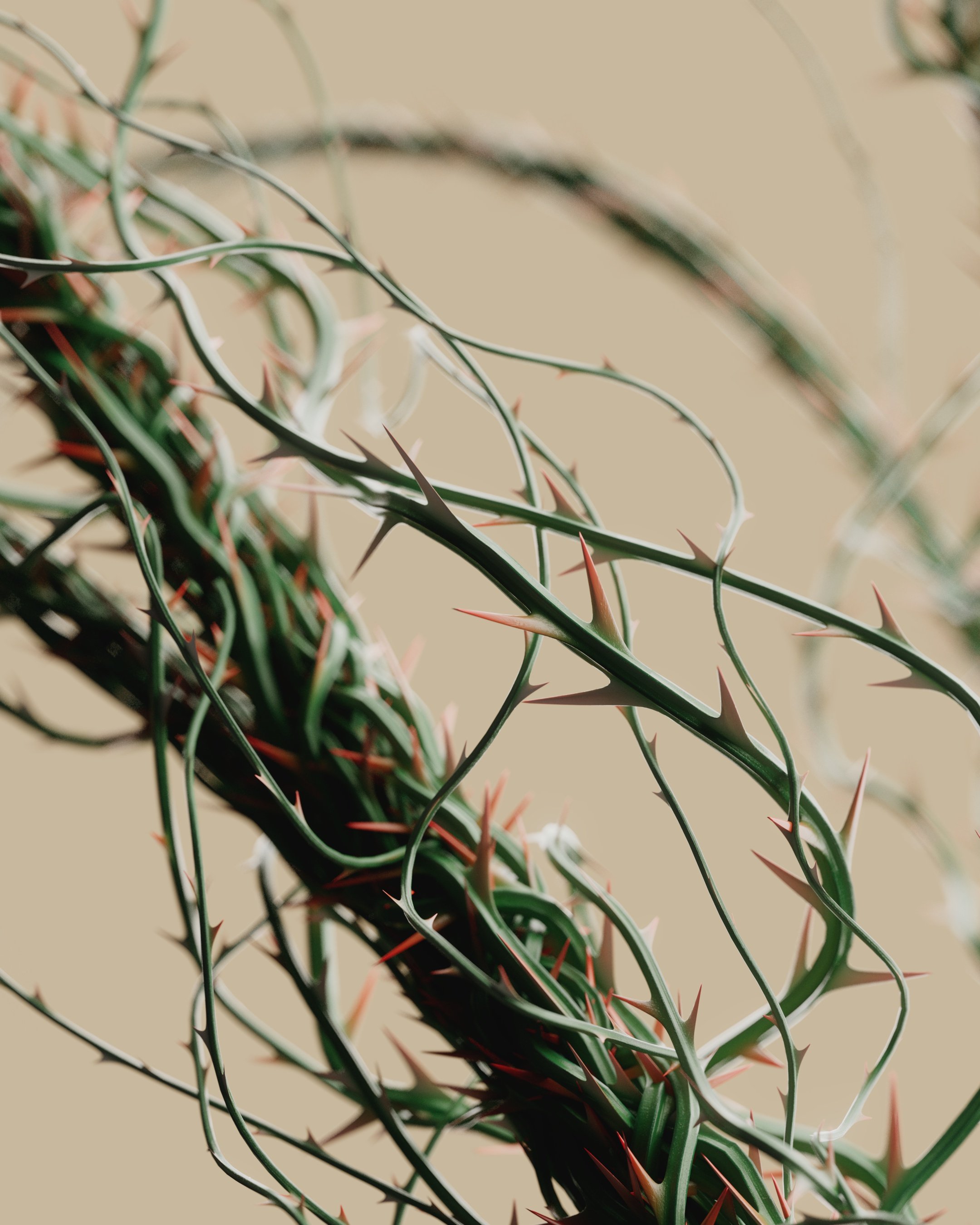 Close up of thorns on vines