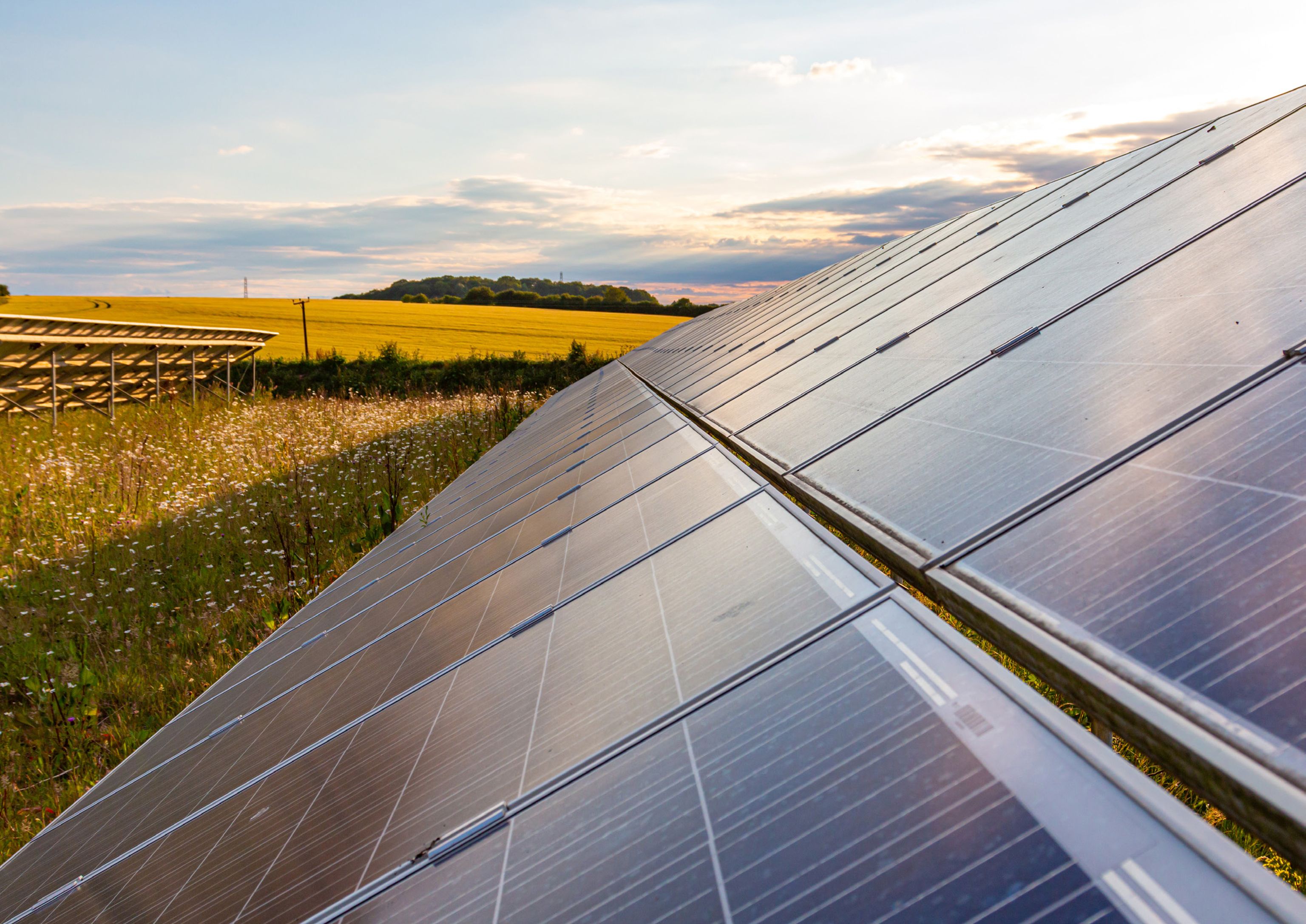 Solar panels in a field with a yellow crop and sunset sky.
