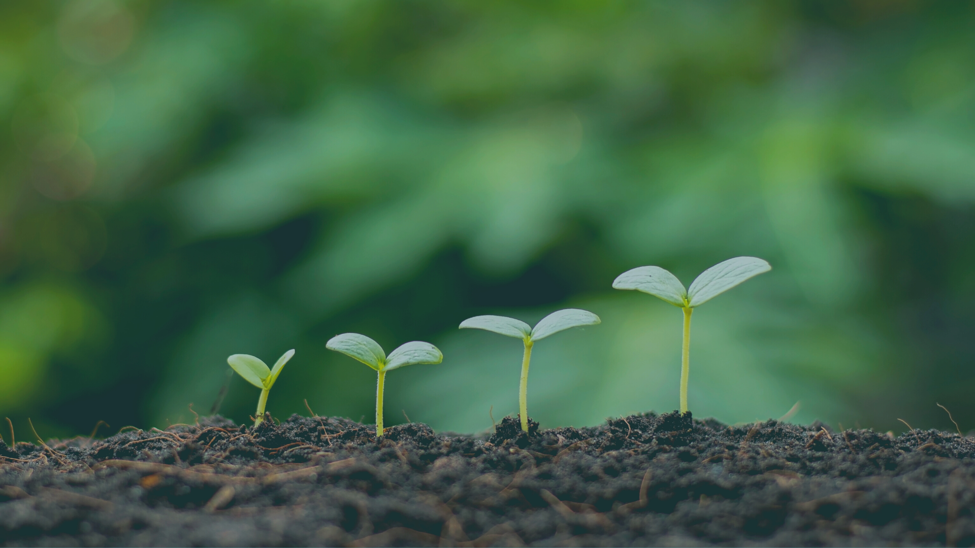 Growing with product seeding