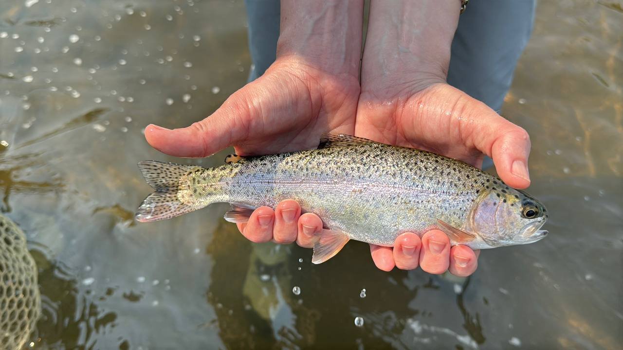 Fly Fishing in Pagosa Springs, Colorado