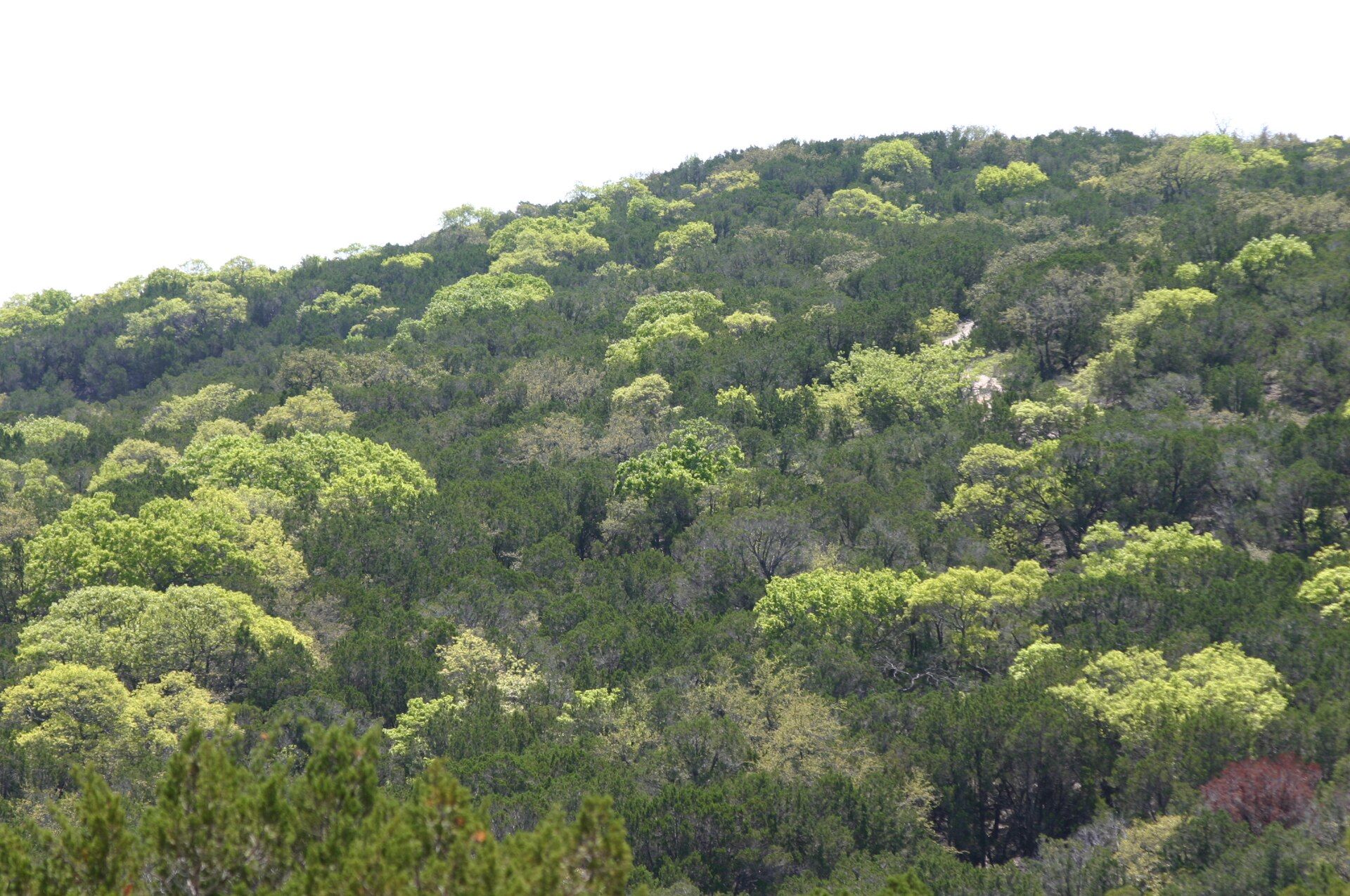 Green, oak-covered hills in the Texas Hill Country.
