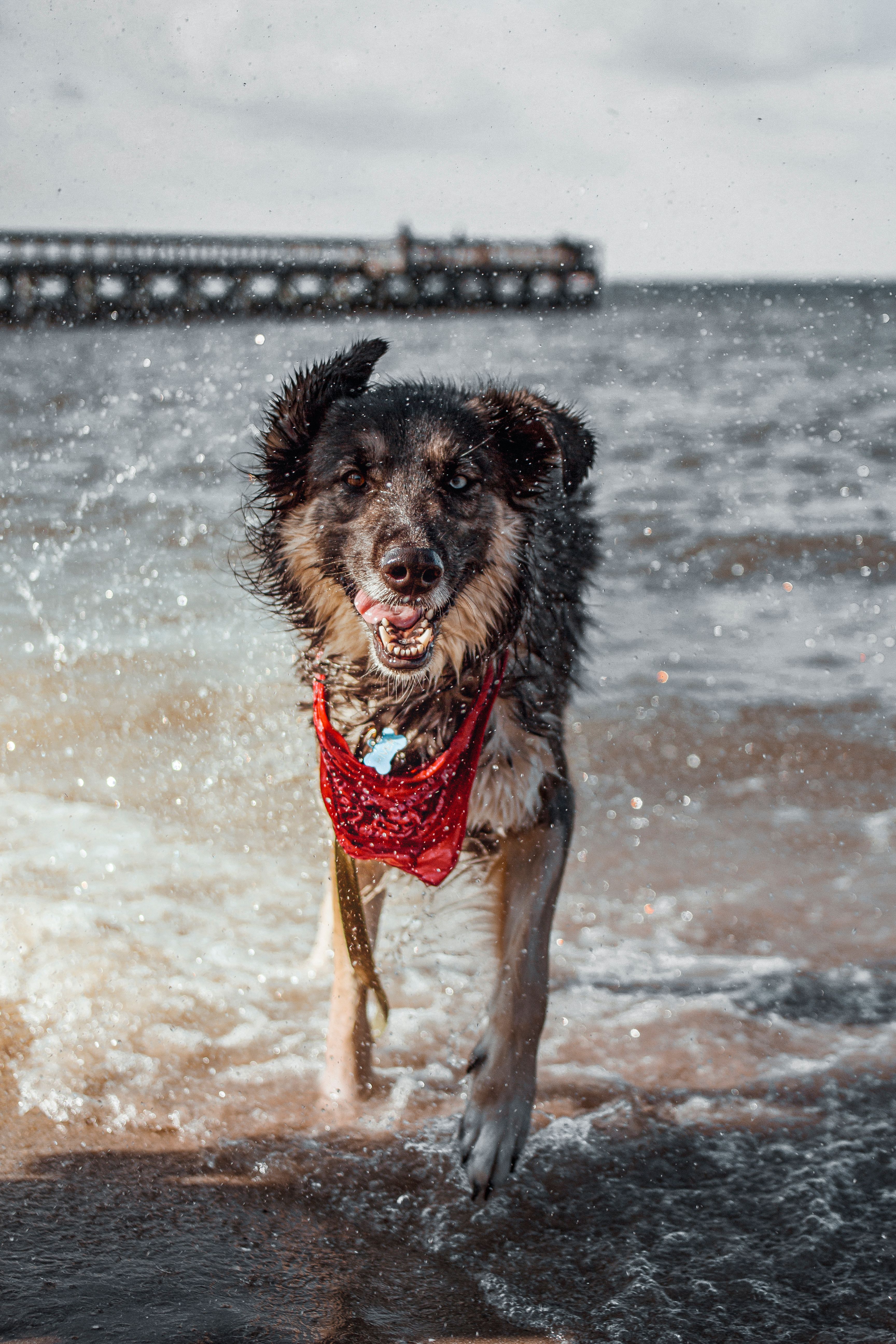phoDOGgraphy - Image 1