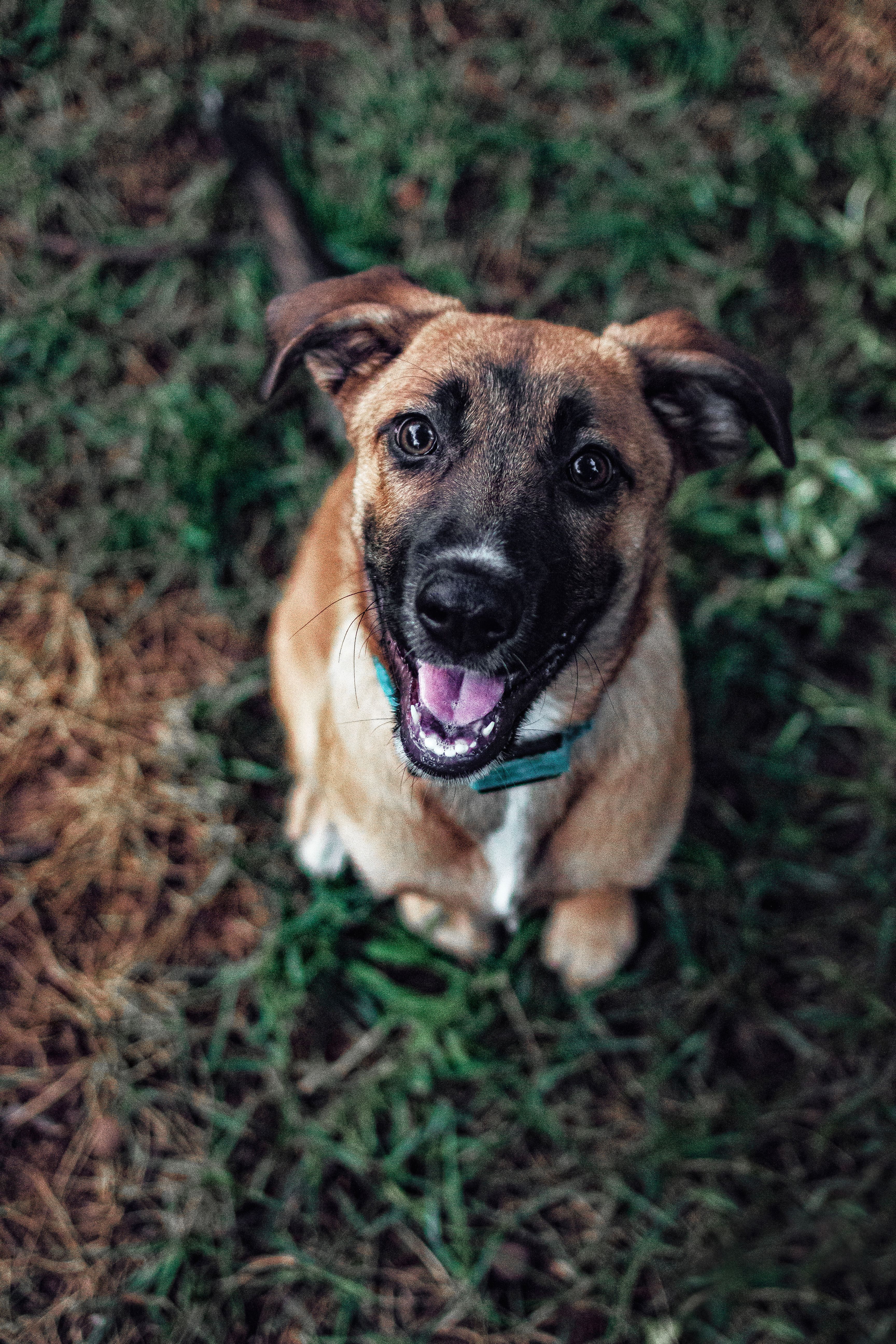 phoDOGgraphy - Image 3