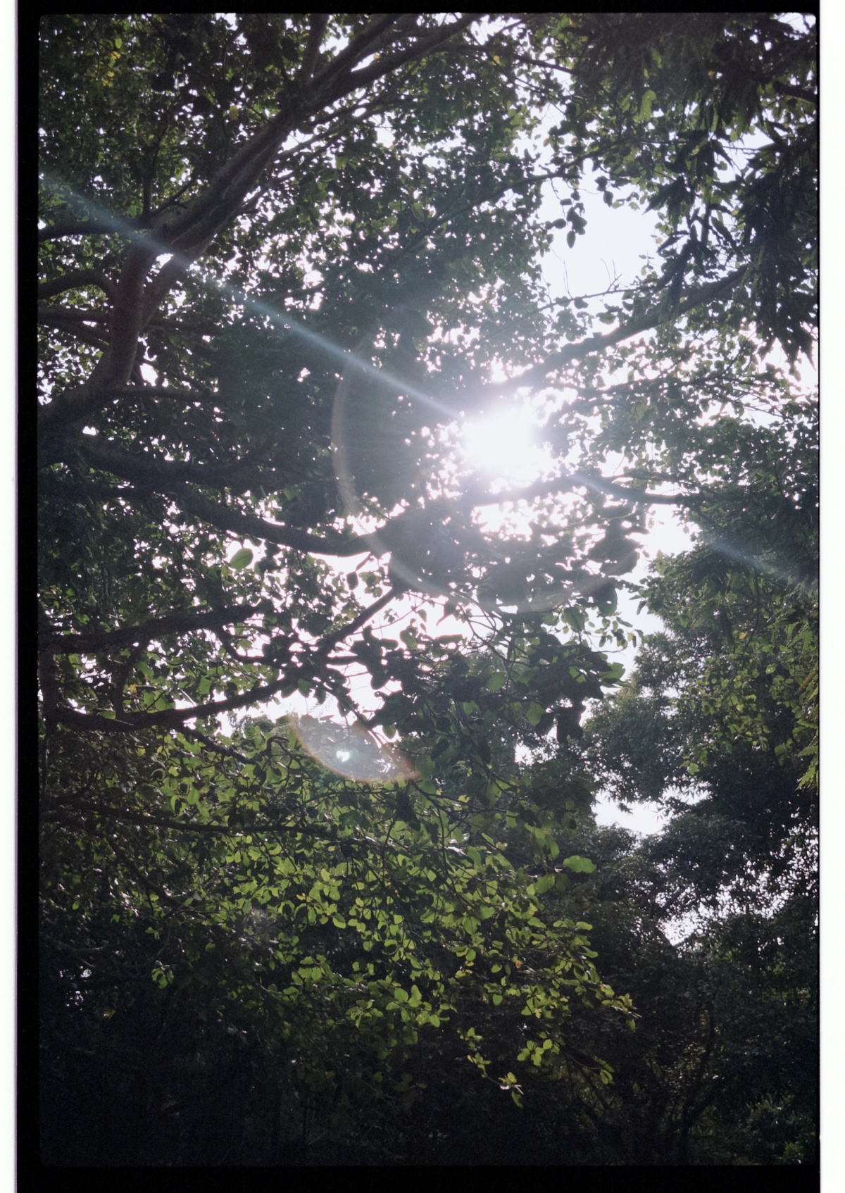 noon of summer's arrival