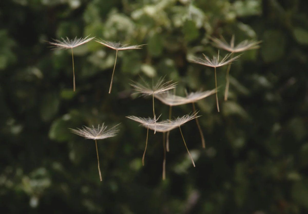Dandelion seeds