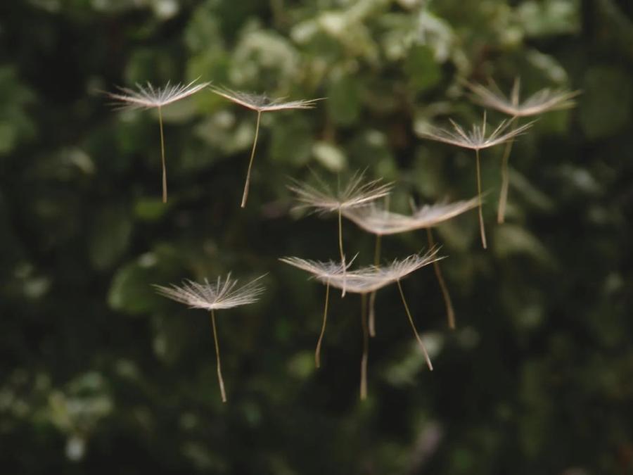 Dandelion seeds