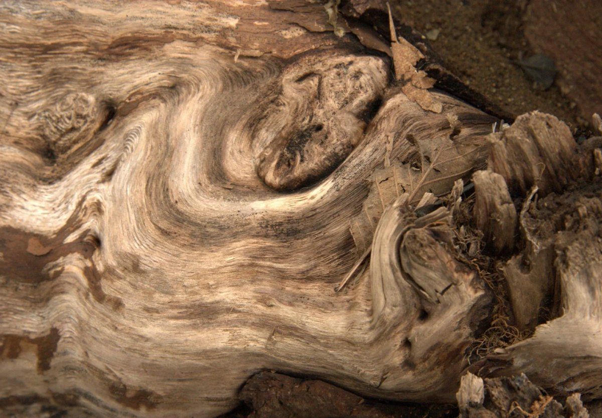 Weathered wood grain
