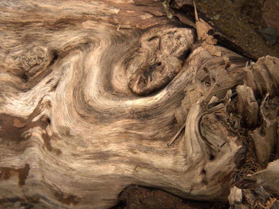 Weathered wood grain
