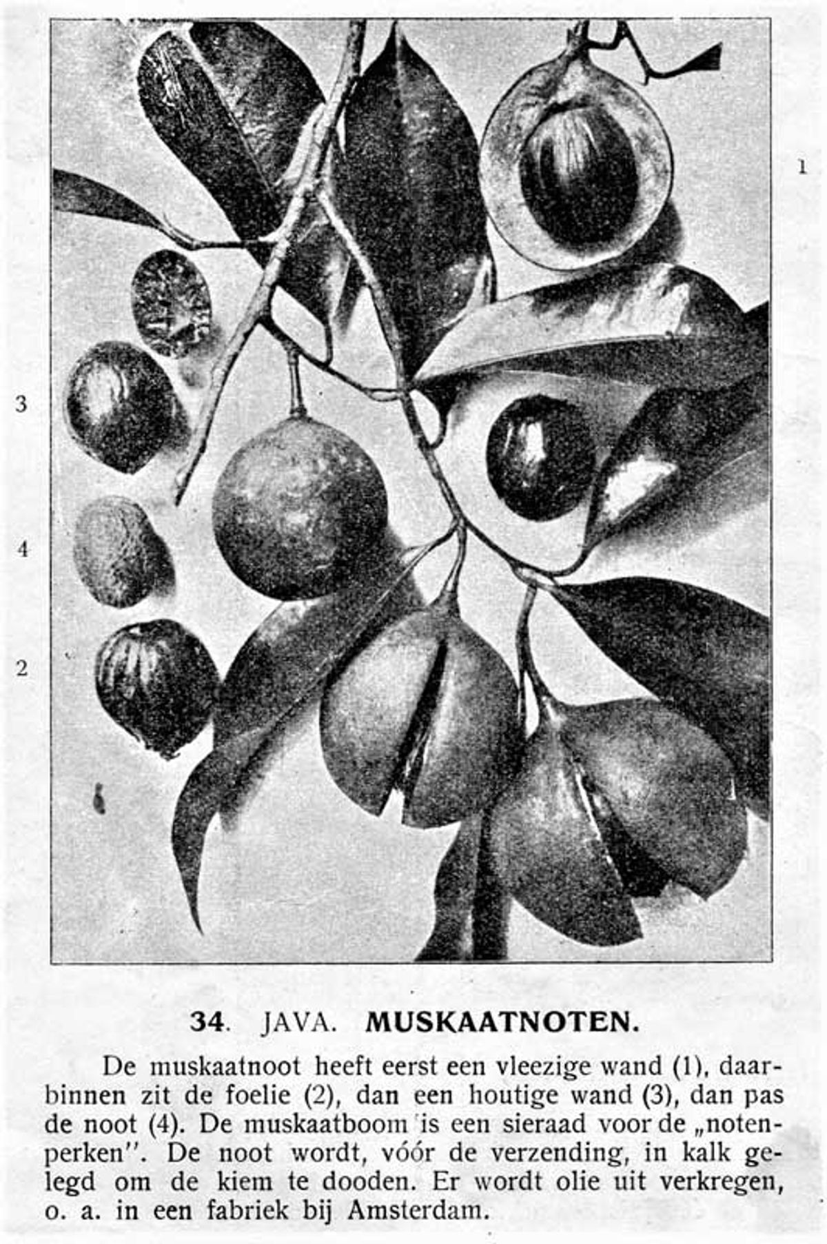 Nootmuskaat (bron: F.R. Bos -C.L. van Balen, Atlas voor de Volksschool. J.B. Wolters- Groningen – Den Haag 1920)