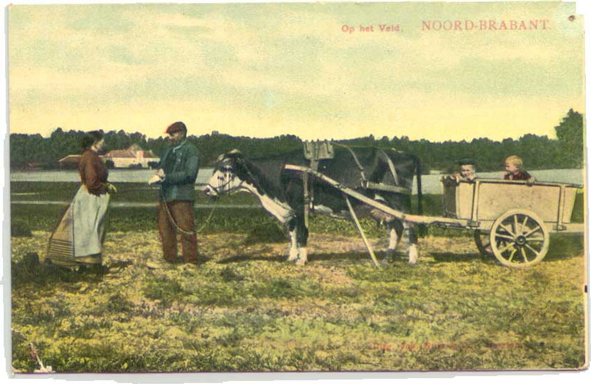 Op het veld (kaart van Jos. Nuss & Co). De ‘hoogkar’ was groter en hoger dan de aardkar. Deze werd gebruikt voor meer omvangrijke ladingen en het vervoer van personen. Bij het binnenhalen van de graan- en hooioogst maakte de boer vaak gebruik van de hoogkar, maar ook bij het vervoer van vetgemeste varkens of kalveren. Ging het gezin naar de stad of naar de markt, dan was er vaak een huif die over de kar gespannen kon worden.