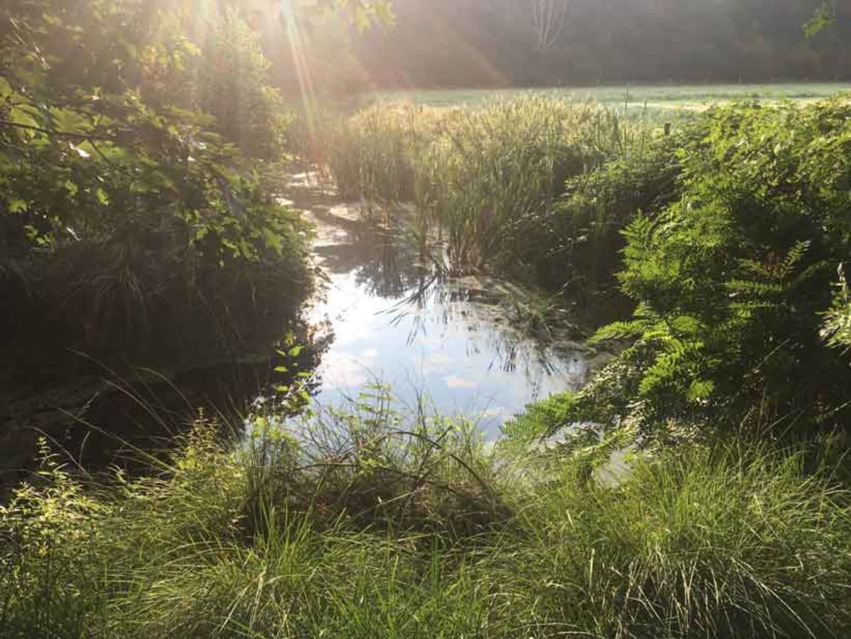 Gracht achterzijde met links de gracht richting wandelpad