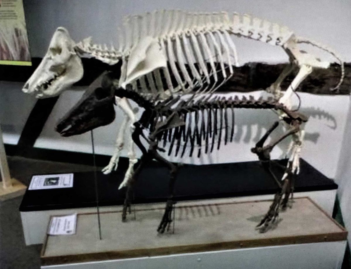 ‘Het skelet van Trees, samen met een dertiende-eeuws varken uit Eindhoven, bij de expositie ‘Zonder Boer Geen Voer’, in het Boerenbondsmuseum in Gemert in maart 2014.’ Theo de Jong