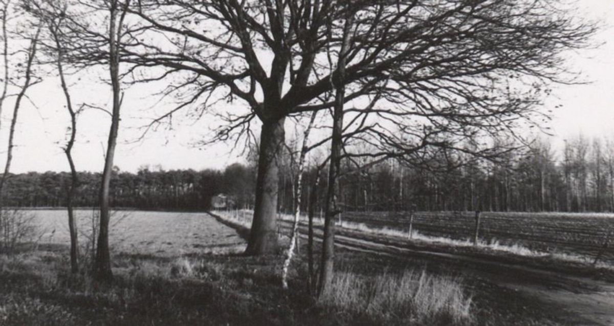 Foto: BHIC. Bosaanplant bij het Hurkske.