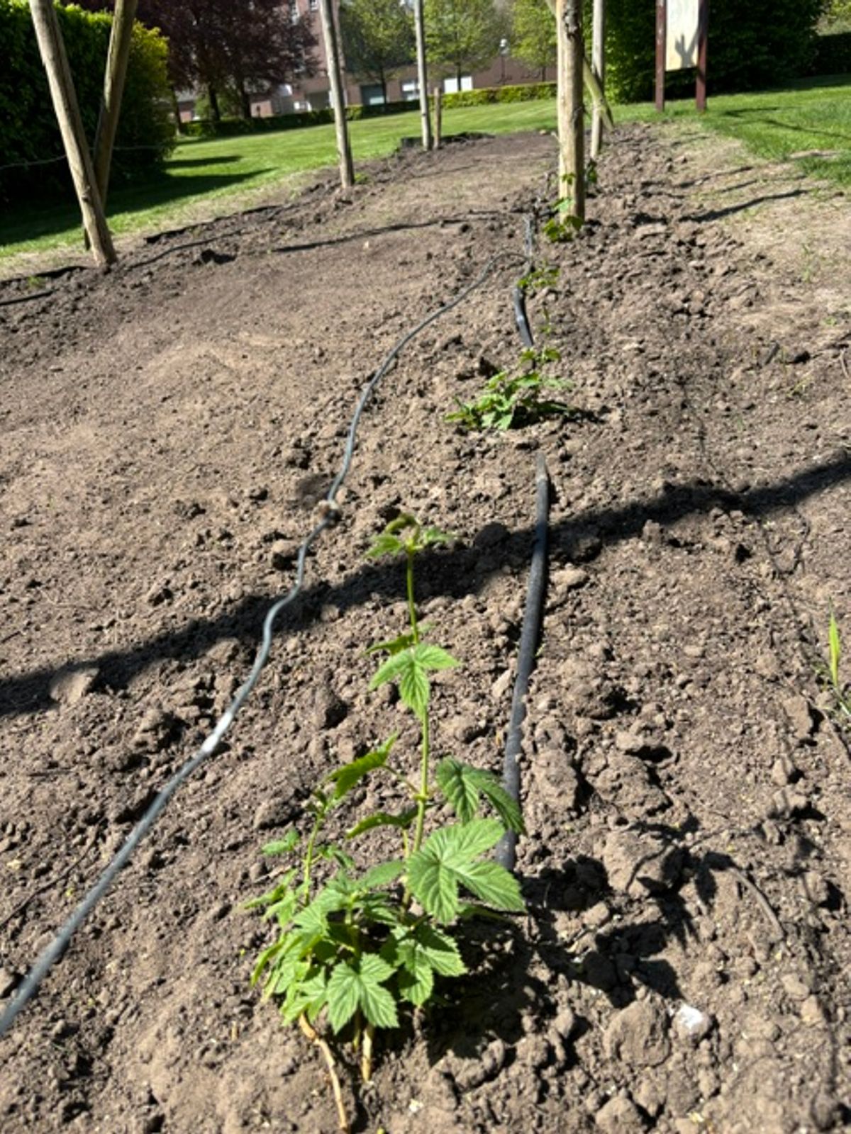 Hopplant