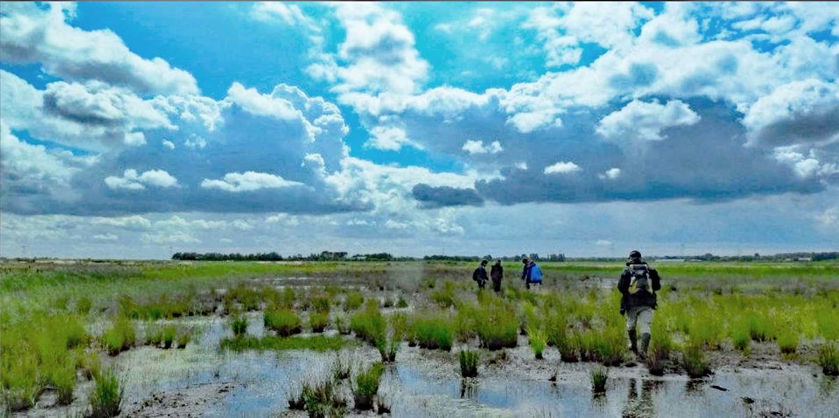 Afgeplagd perceel in de Binnenpolder van Terheijden (foto: A. van den Akker, 2012)