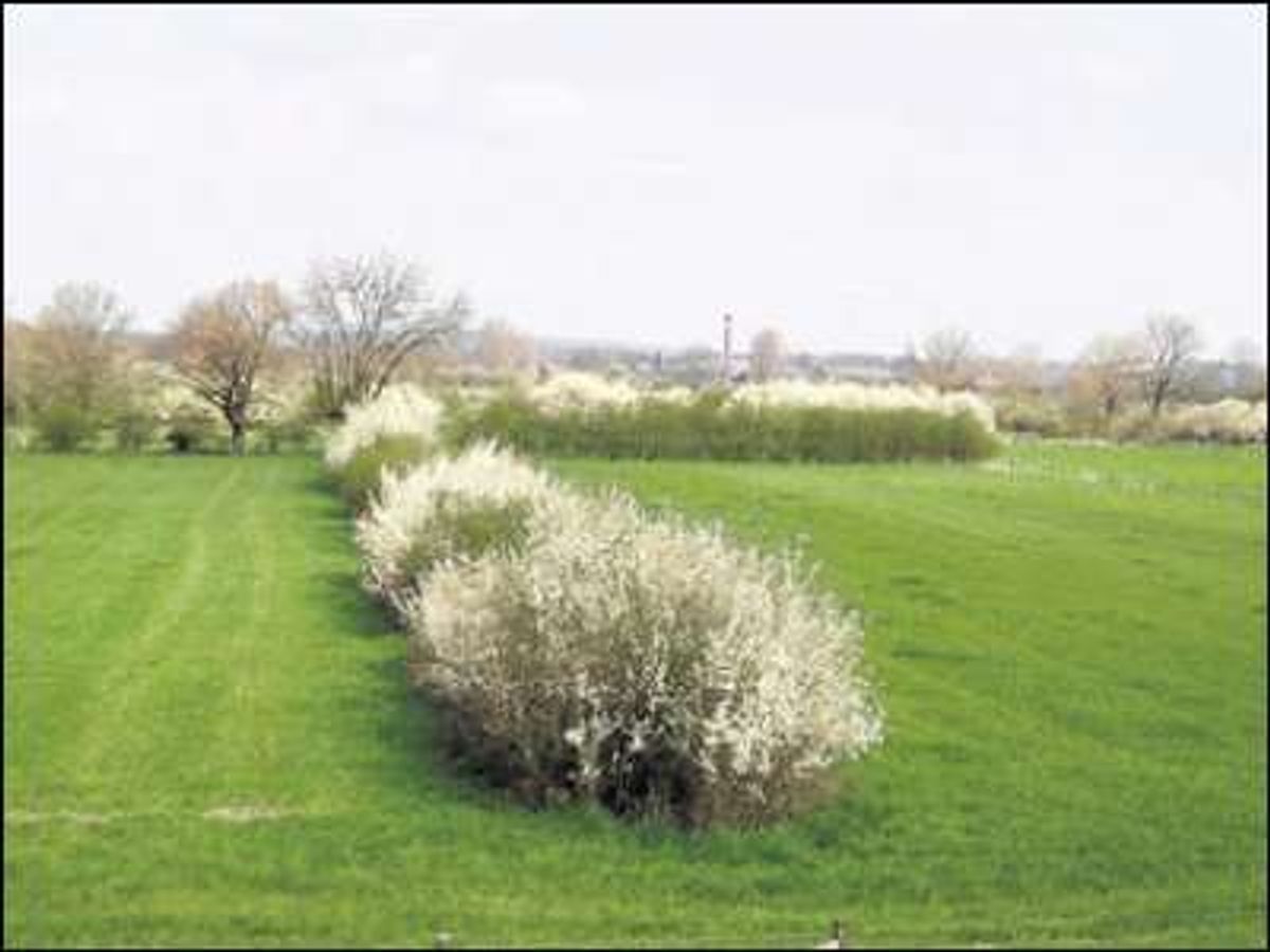 Foto: Cor Leenhouts