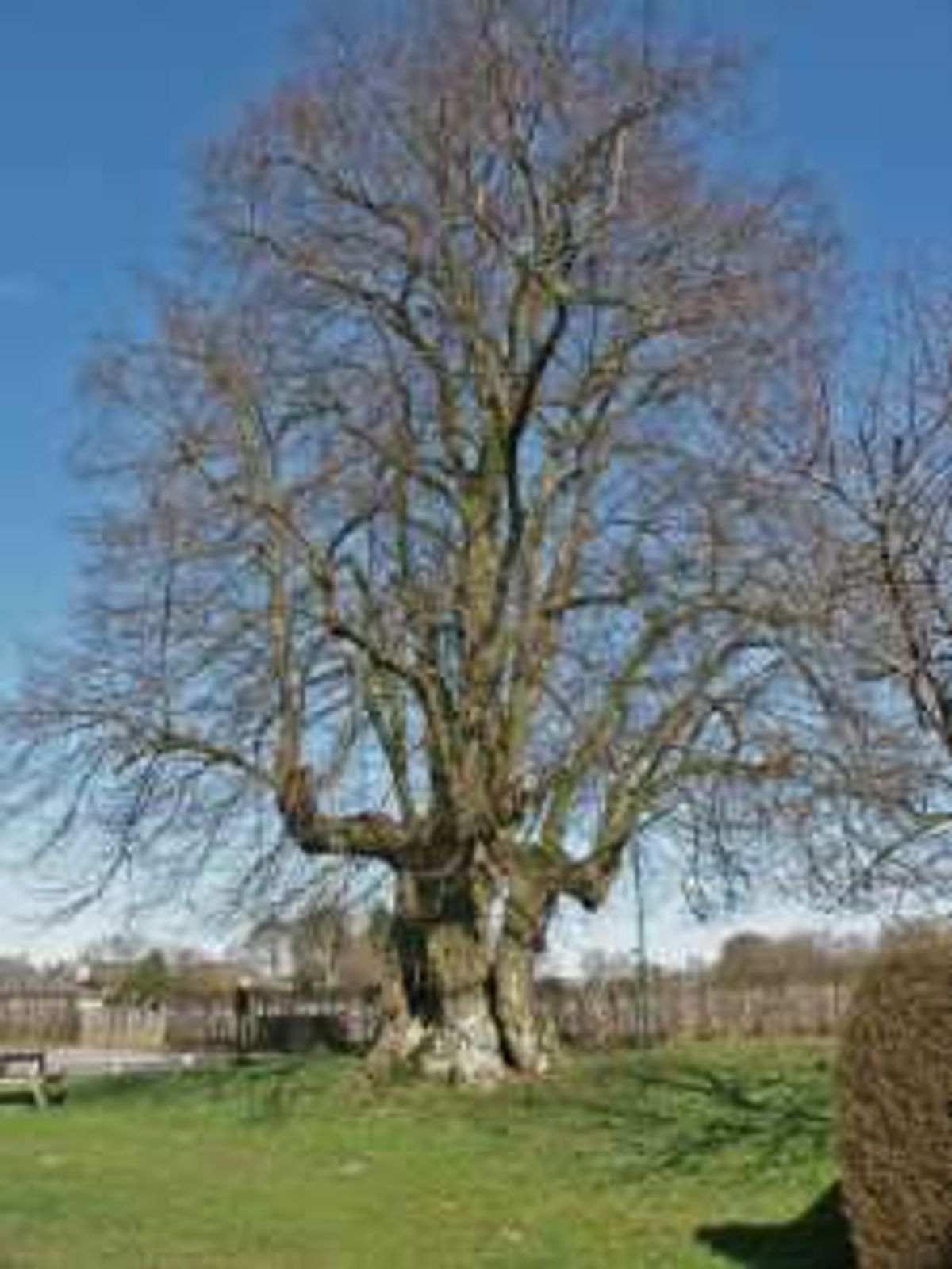Sambeek. Linde 2009