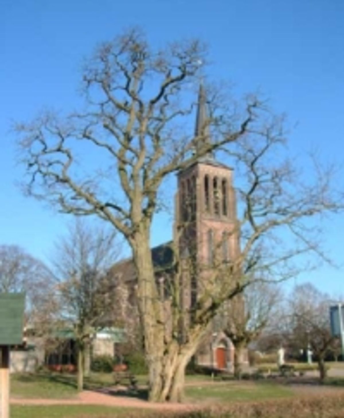 De acacia bij de kerk