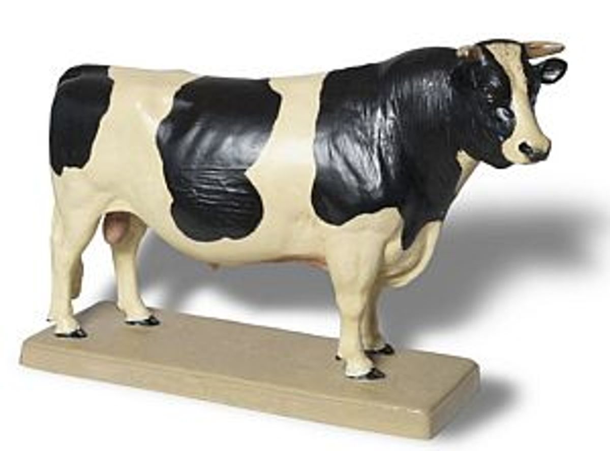 Holsteinmodel. Foto: Nationaal Veeteeltmuseum