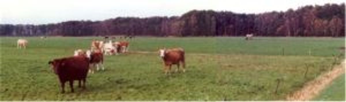 De Linie als natuurgebied