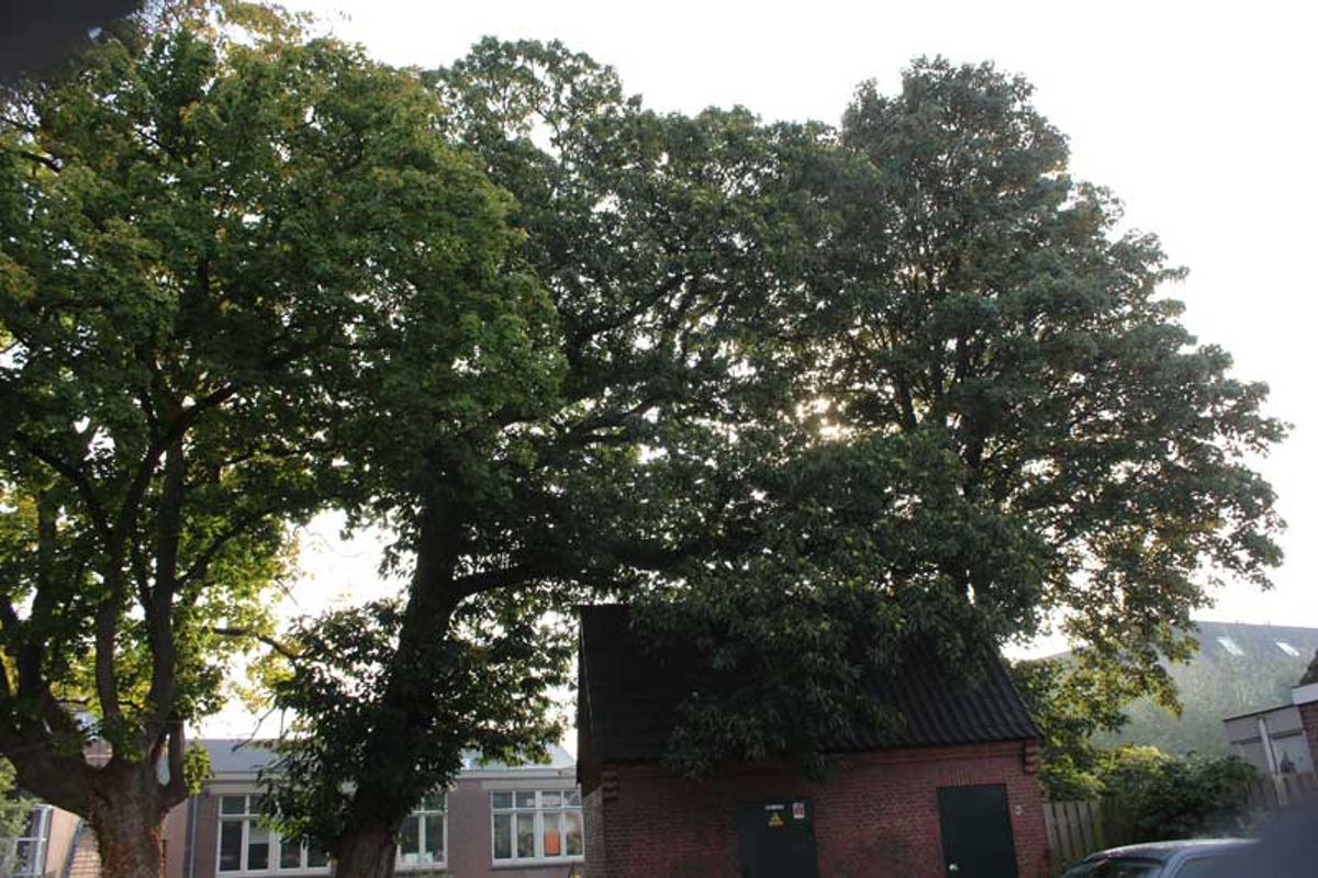 Foto: Bert Broekman