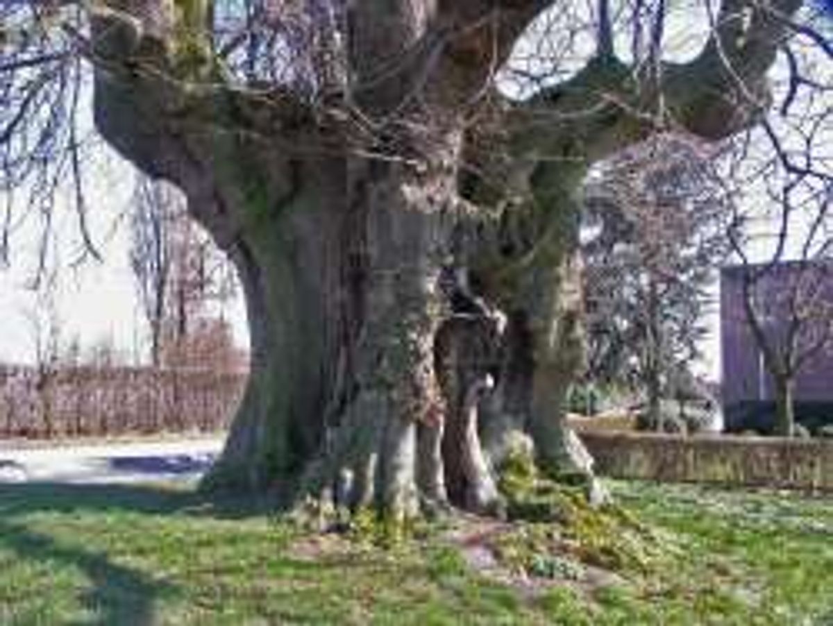 Sambeek, dikste linde