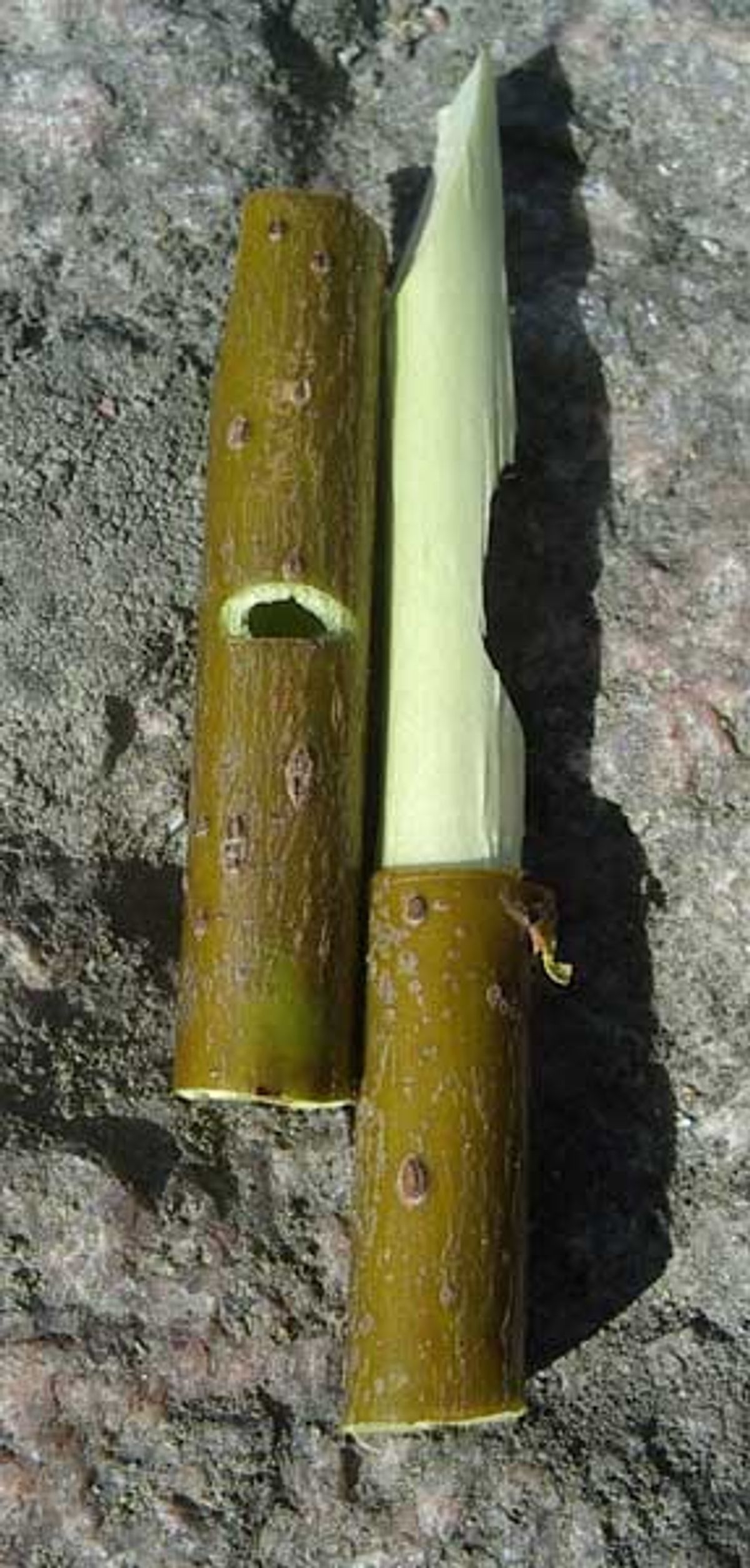 Monstuk van een wilgenfluitje (Foto: Muu-karhu, 2006. Bron: Wikimedia Commons. CC BY-SA 3.0)