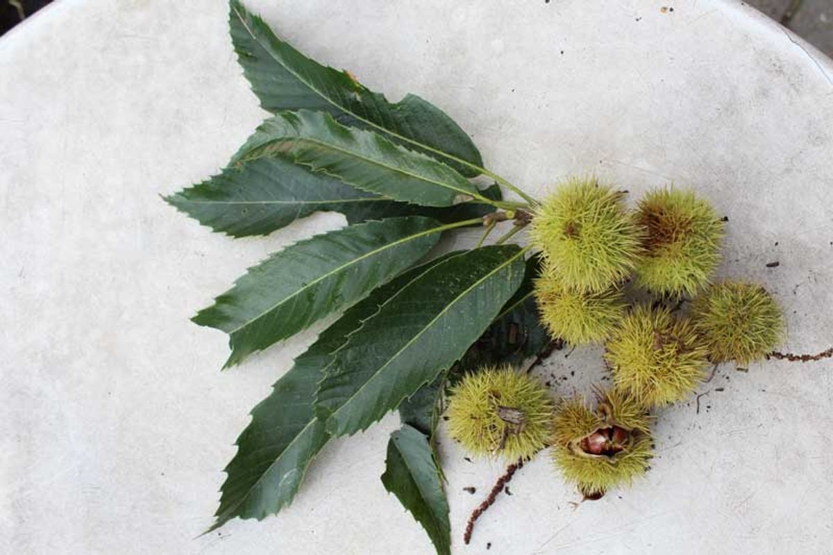Beukenootjes (foto: B. Broekman)