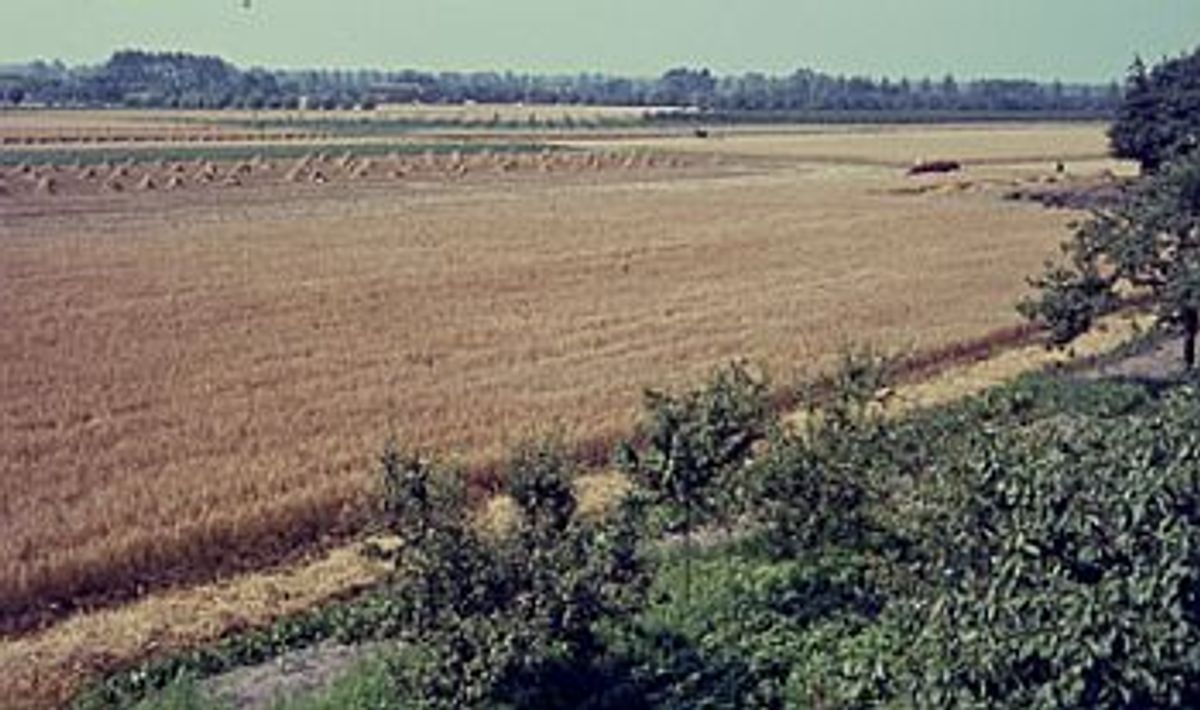 Uitzicht vanaf de toren