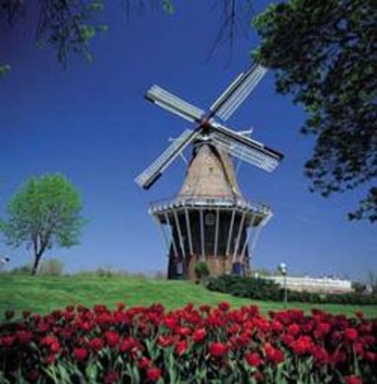 De Zwaan in Amerika