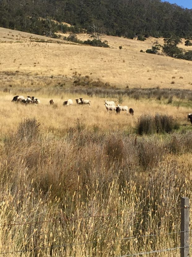 Bruny Island Residency 2017