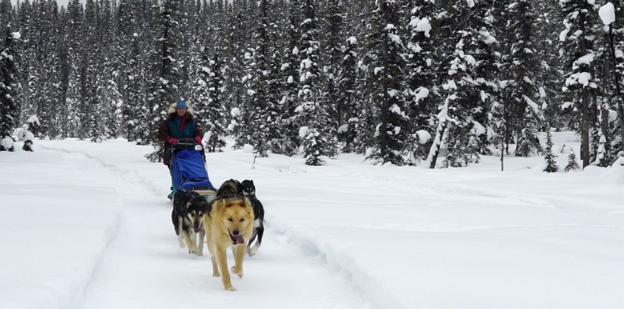 Dog Sledding, Lake Louise, Banff National Park