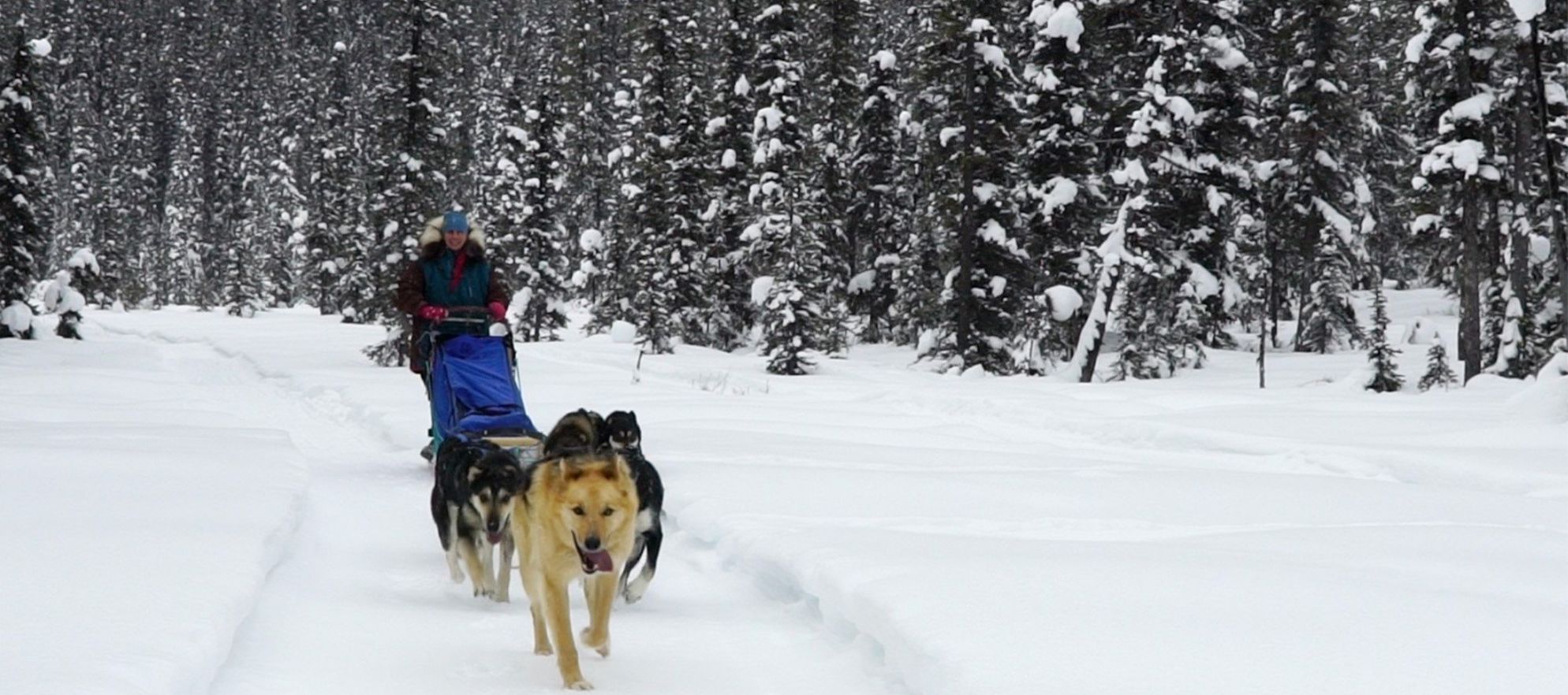 Dog Sledding, Lake Louise, Banff National Park