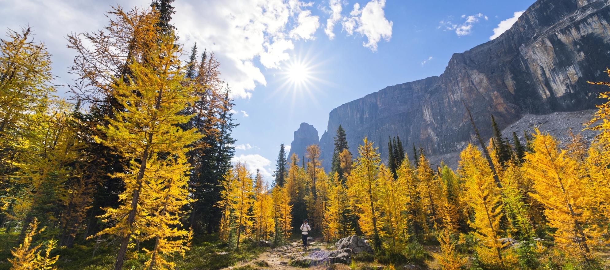 Hiker walking through larches during fall season at Rockbound Lake in Banff National Park